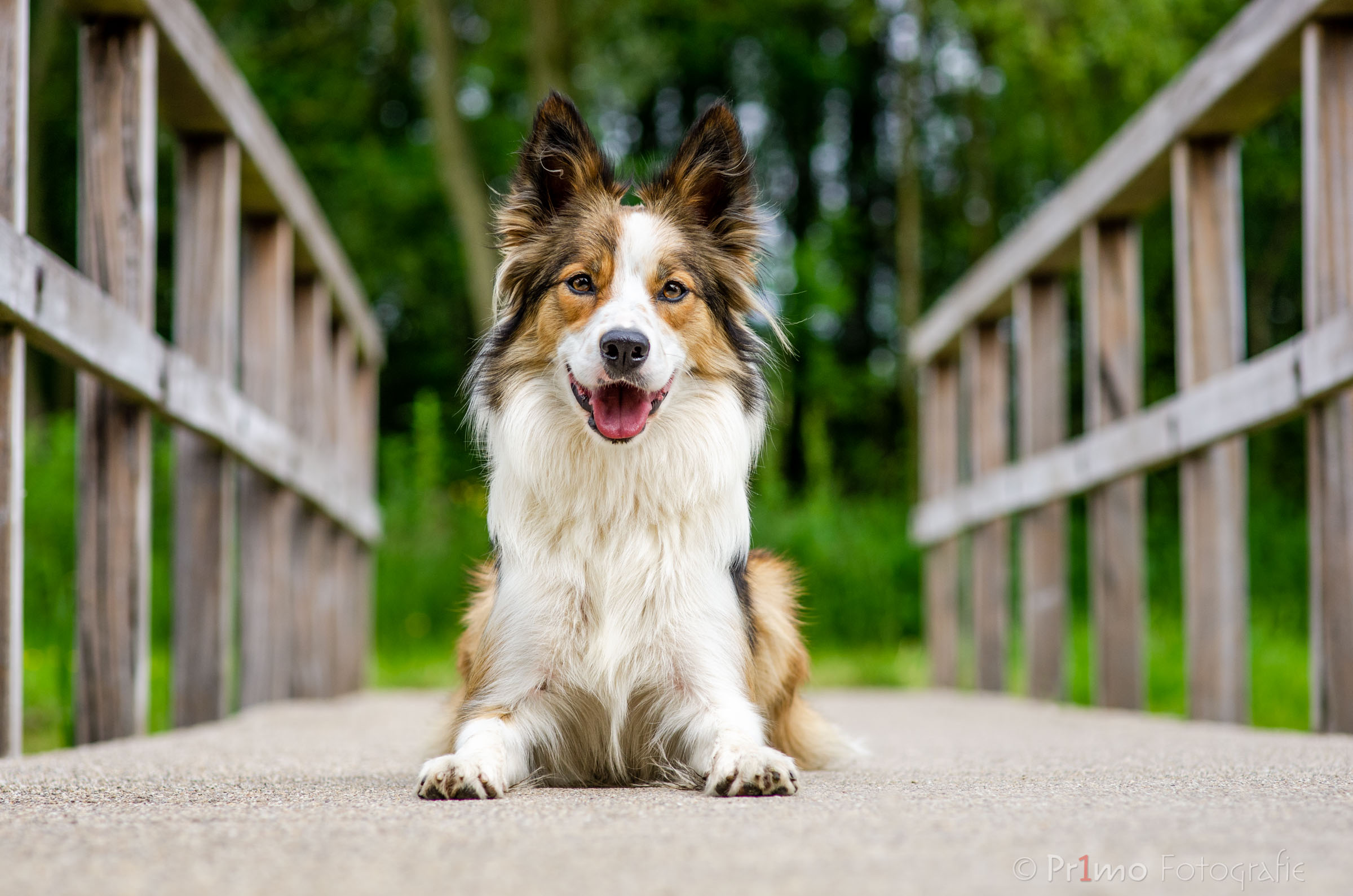 Border Collie op bruggetje