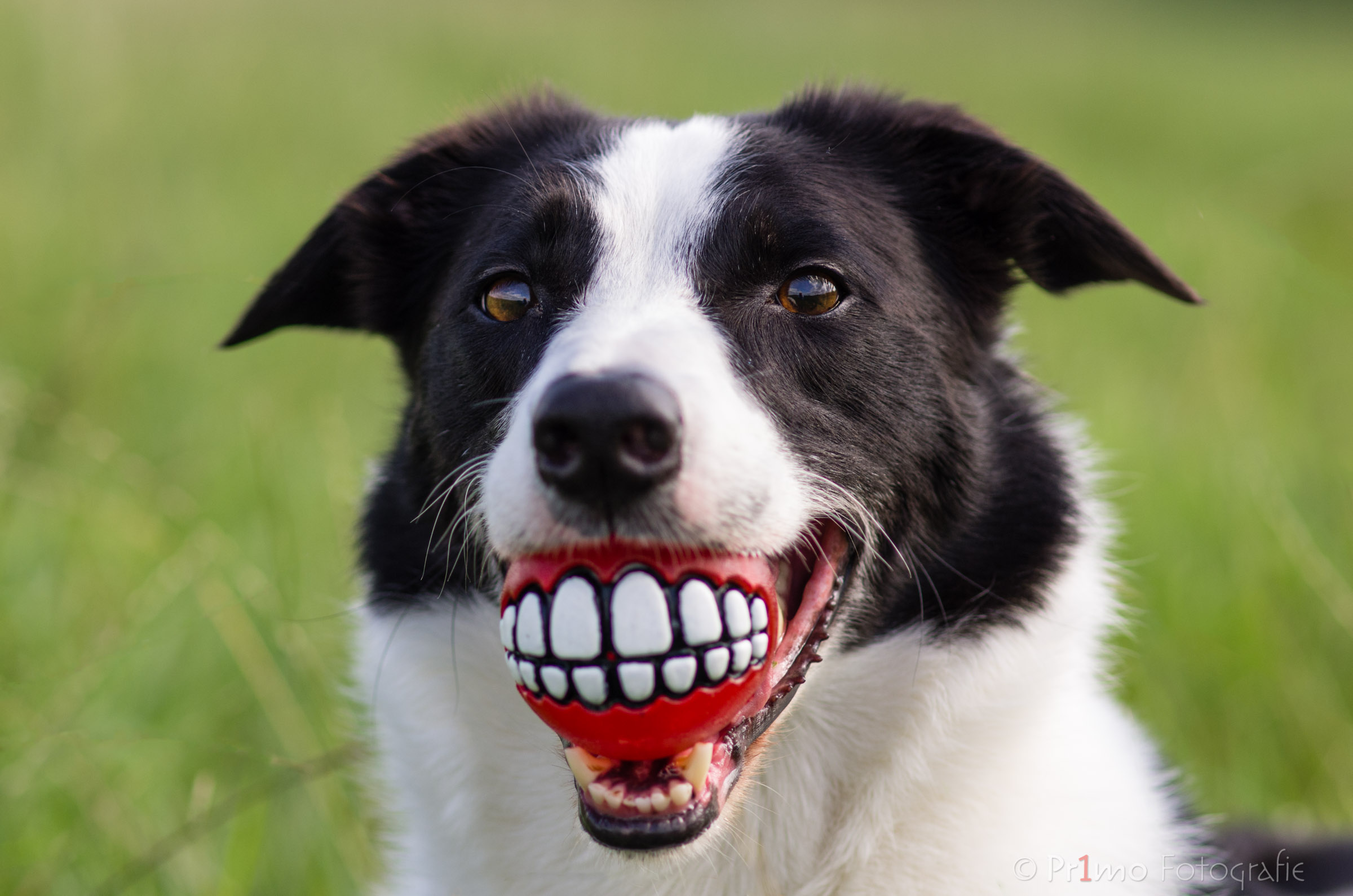 Border collie met Rogz for dogs