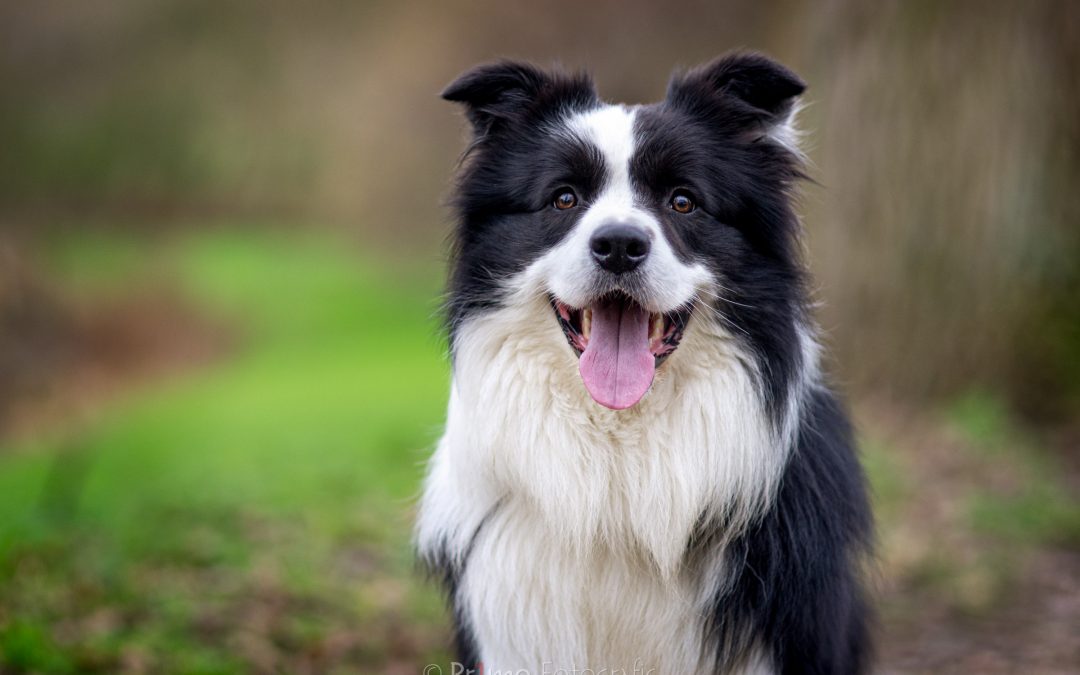 Joker de Border Collie