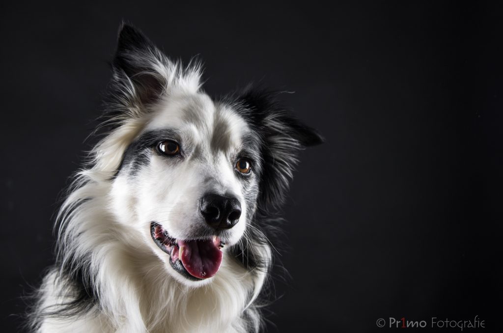 Border collie in de studio