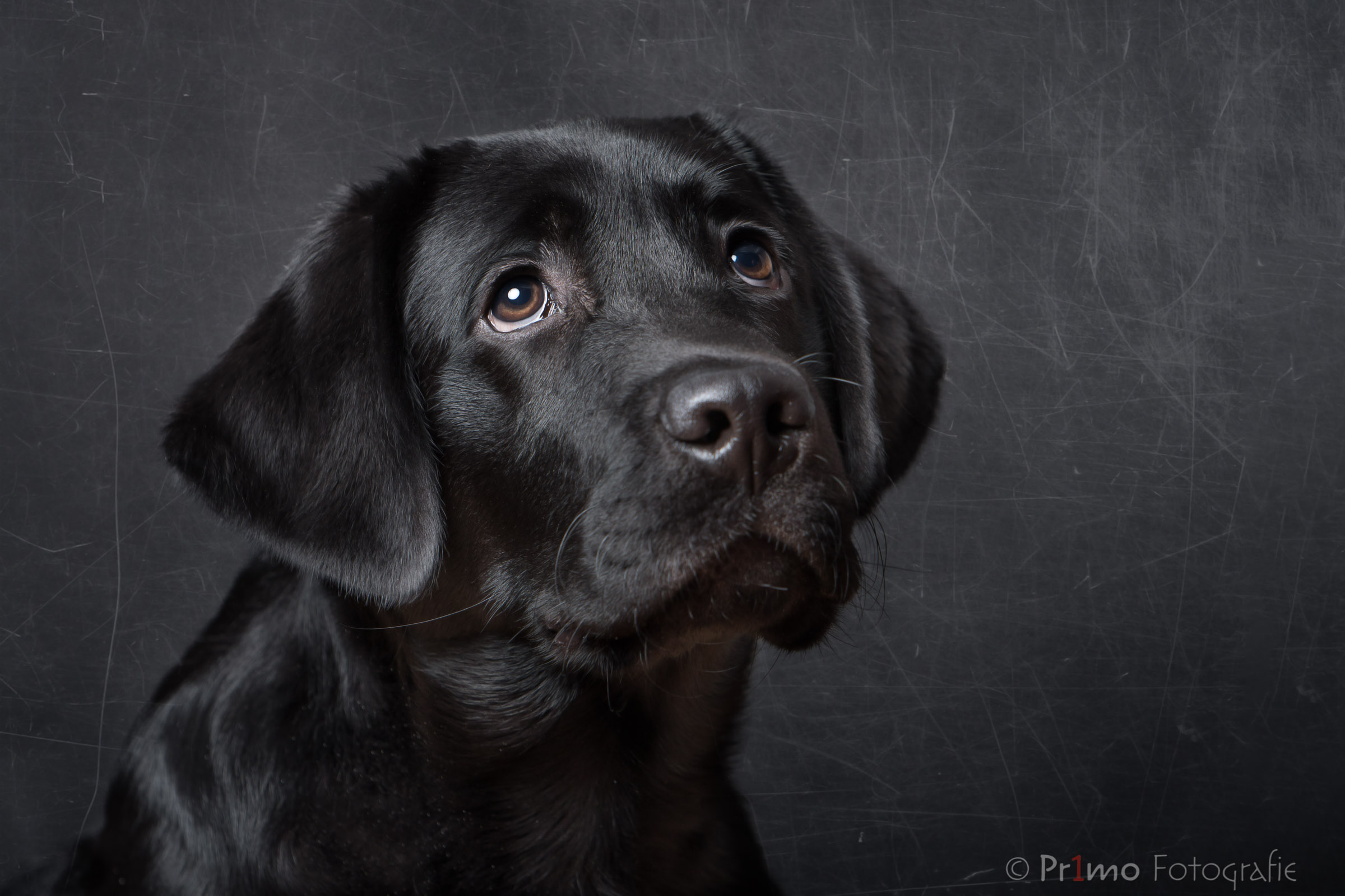 Labrador pup in de studio