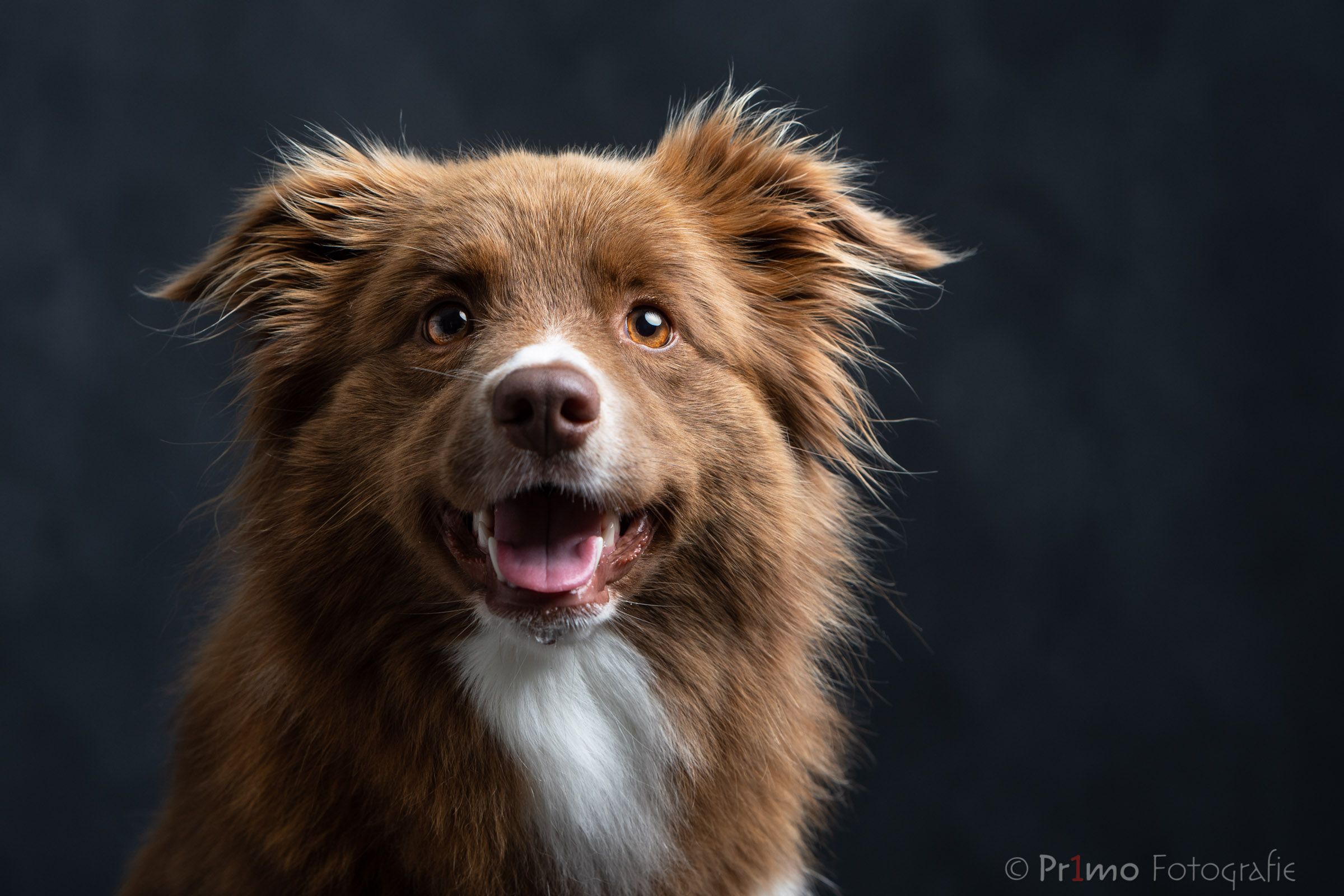 Bruin witte Border Collie in de studio