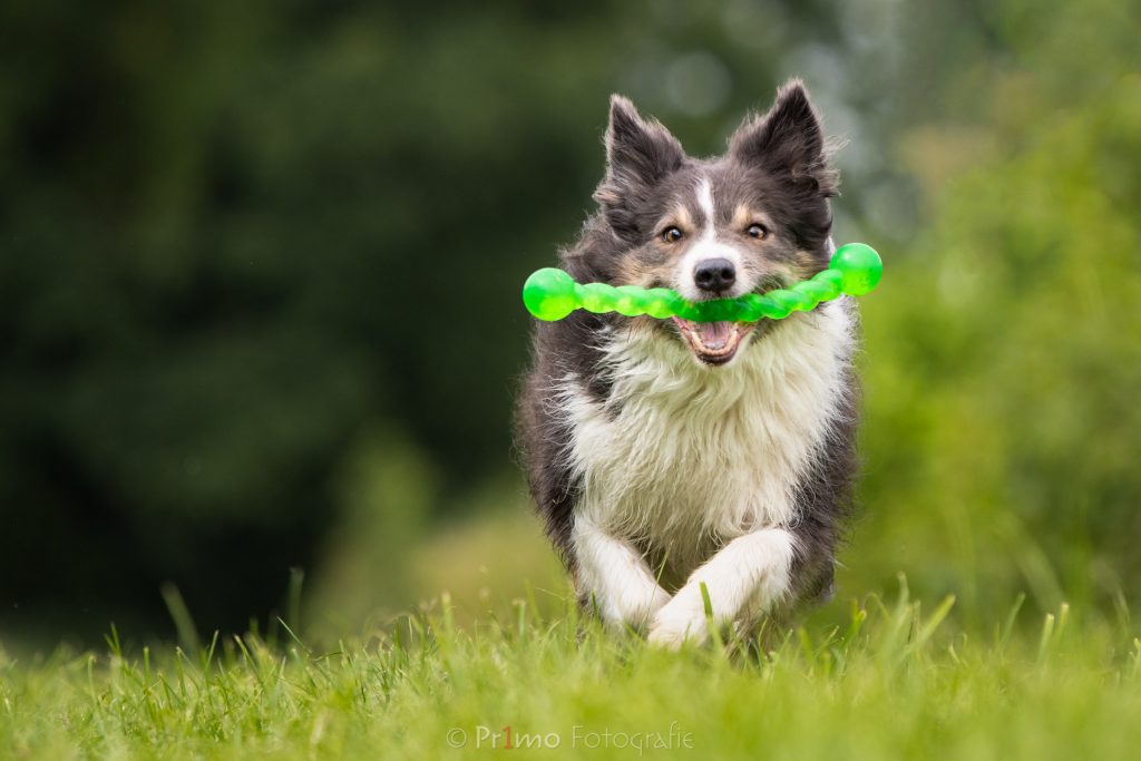 Border Collie Meggy in actie met een Kong safestick