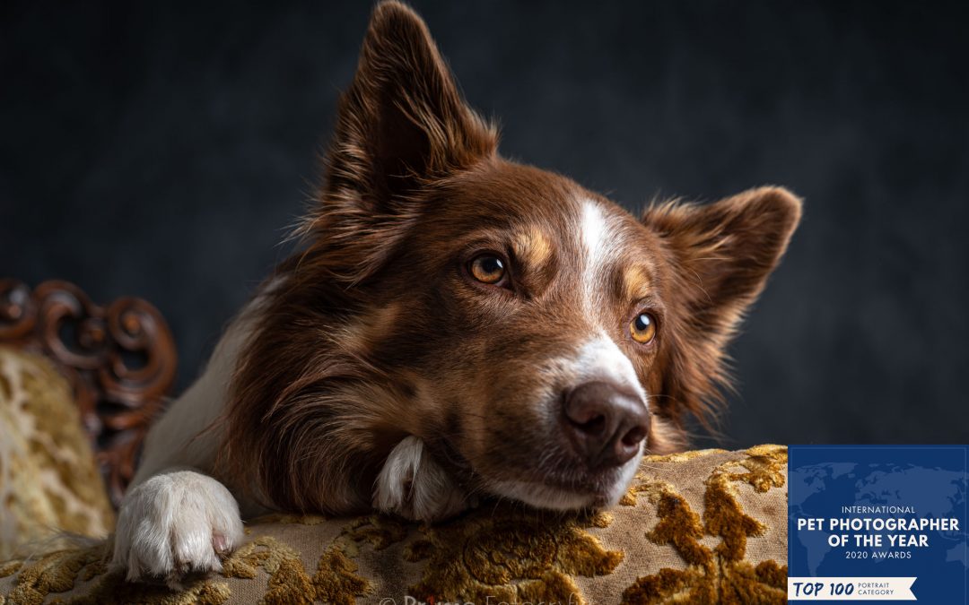 Bruine 3 kleur Border Collie op stoel met top100 portret award