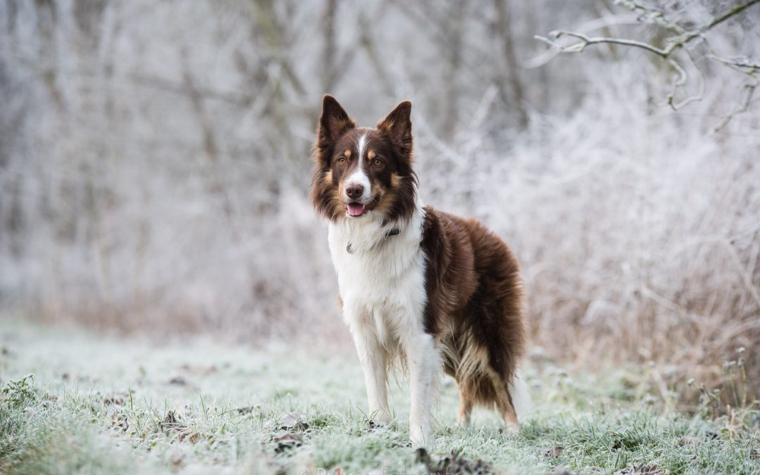 Border Collie in de winter