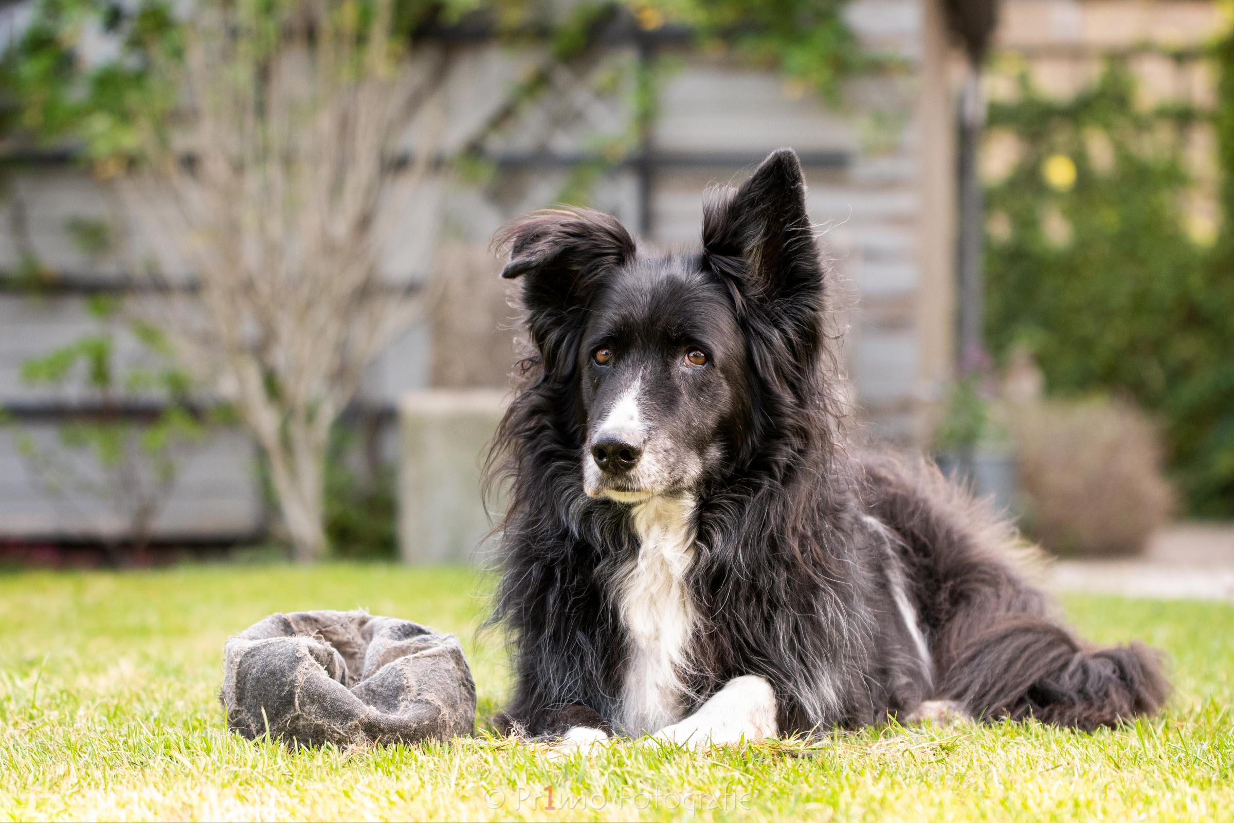 Border Collie met bal in de tuin 