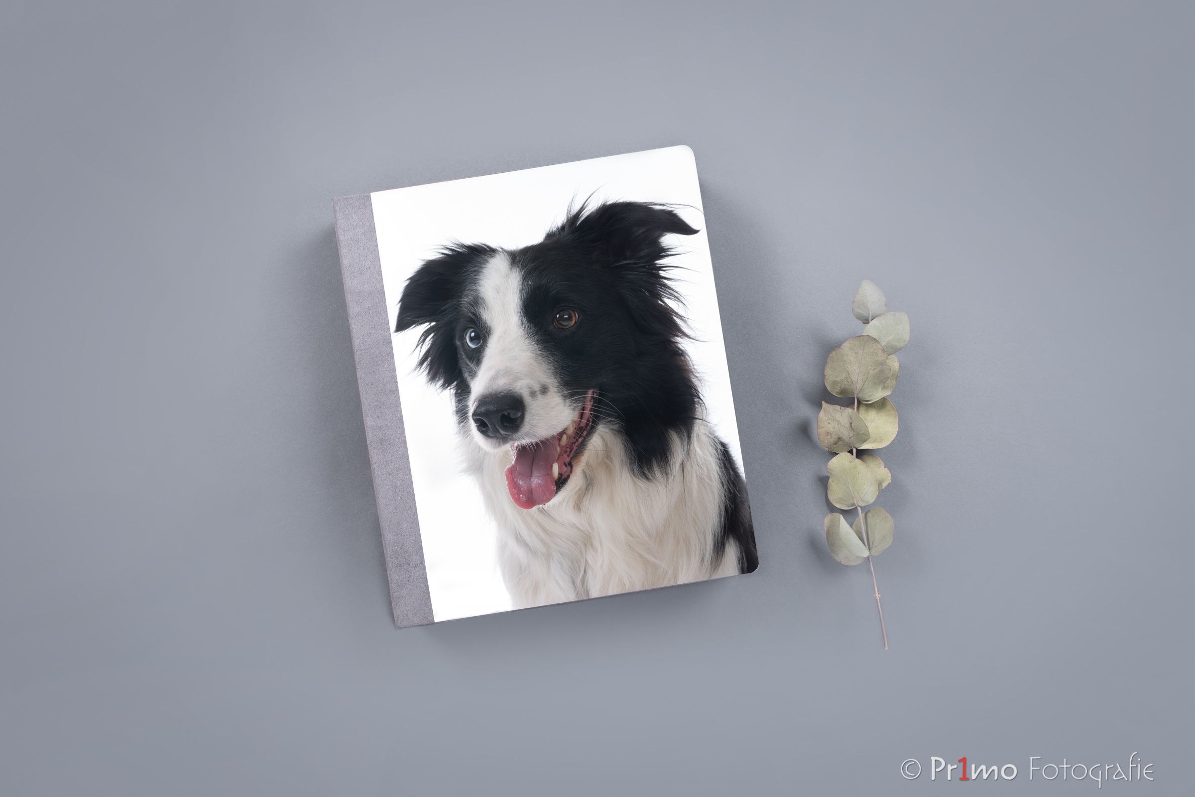 Fotoalbum mockup Border Collie