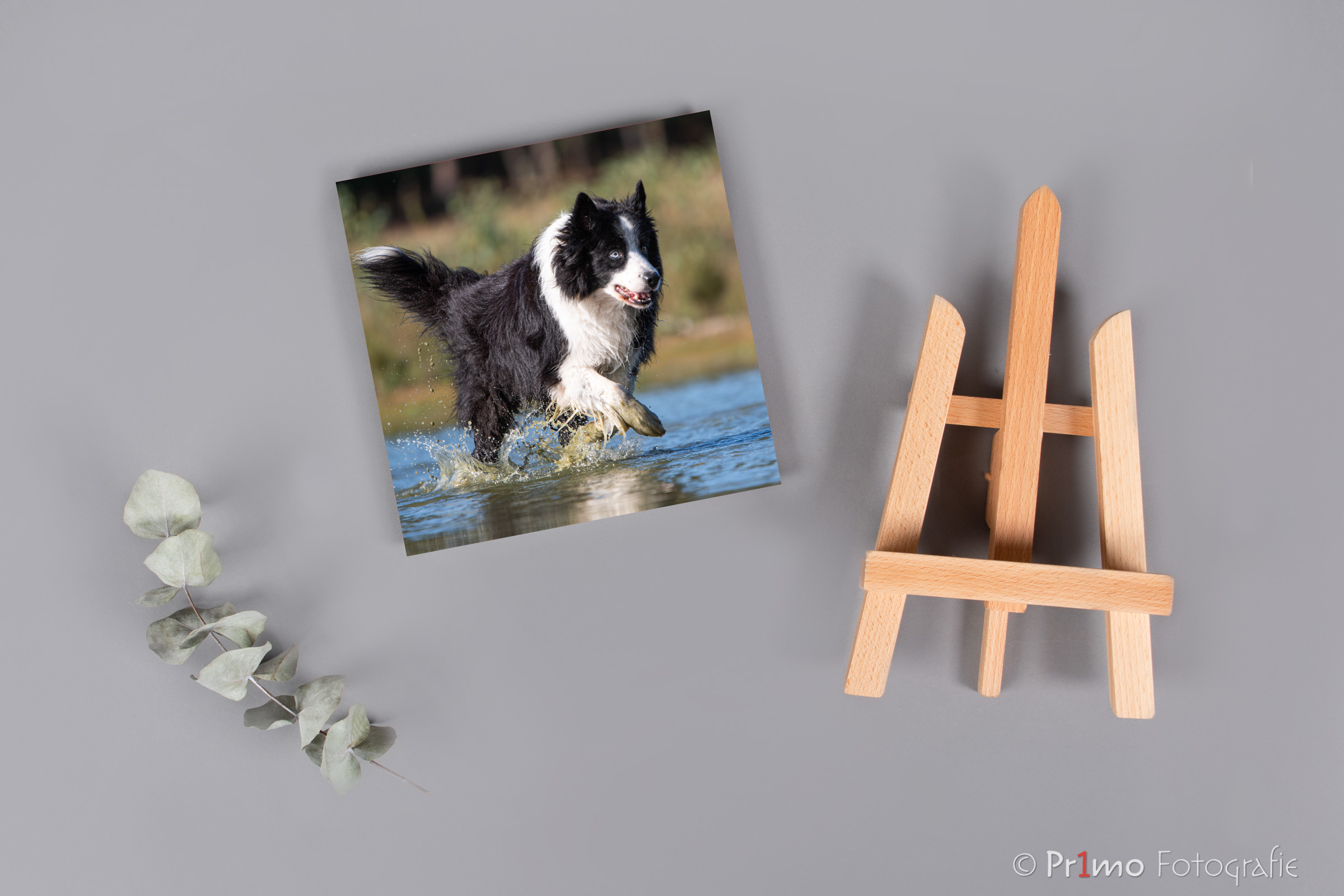 Foliobox Mockup Border Collie