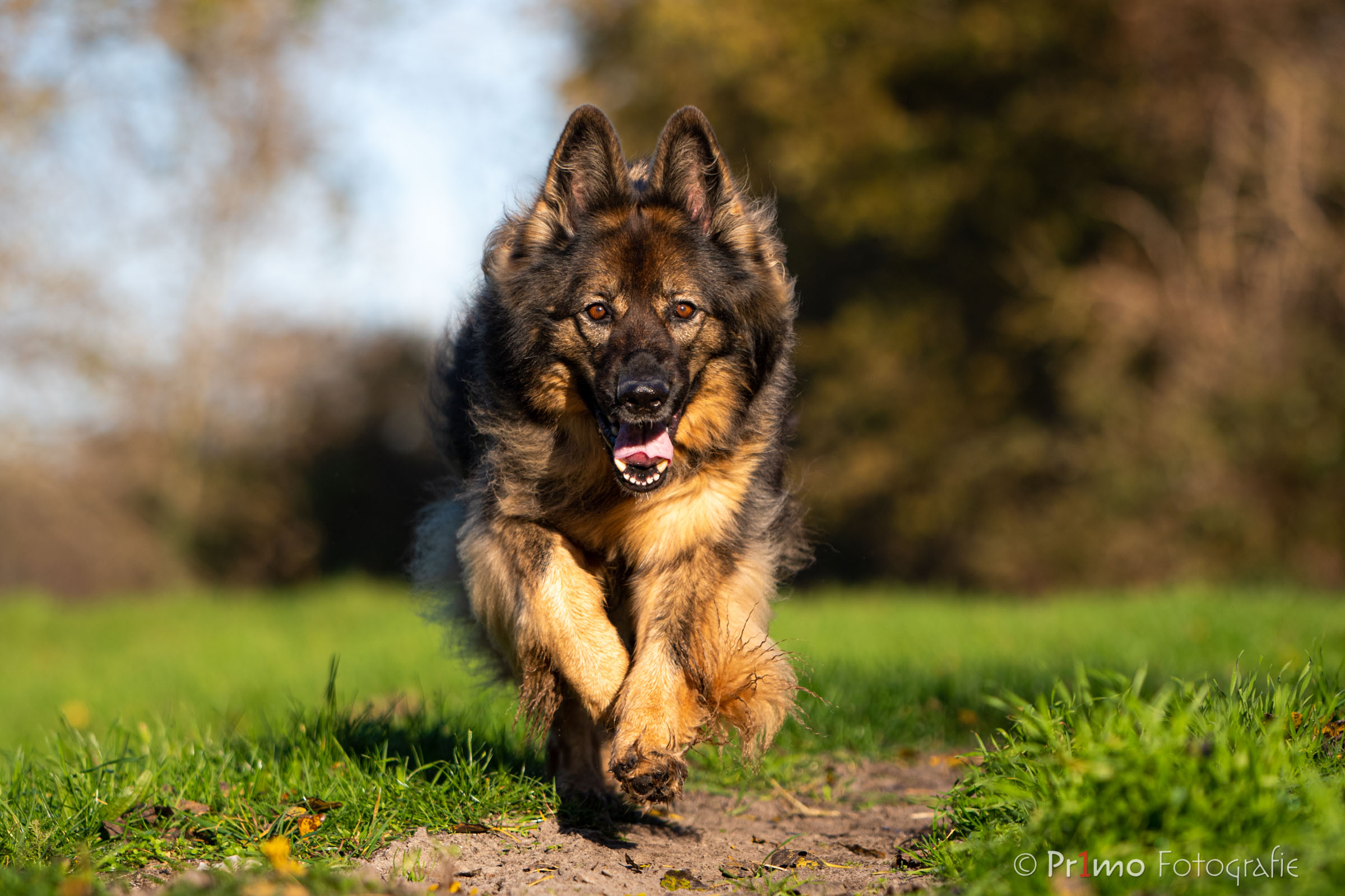 Rennende Oud Duitse Herder