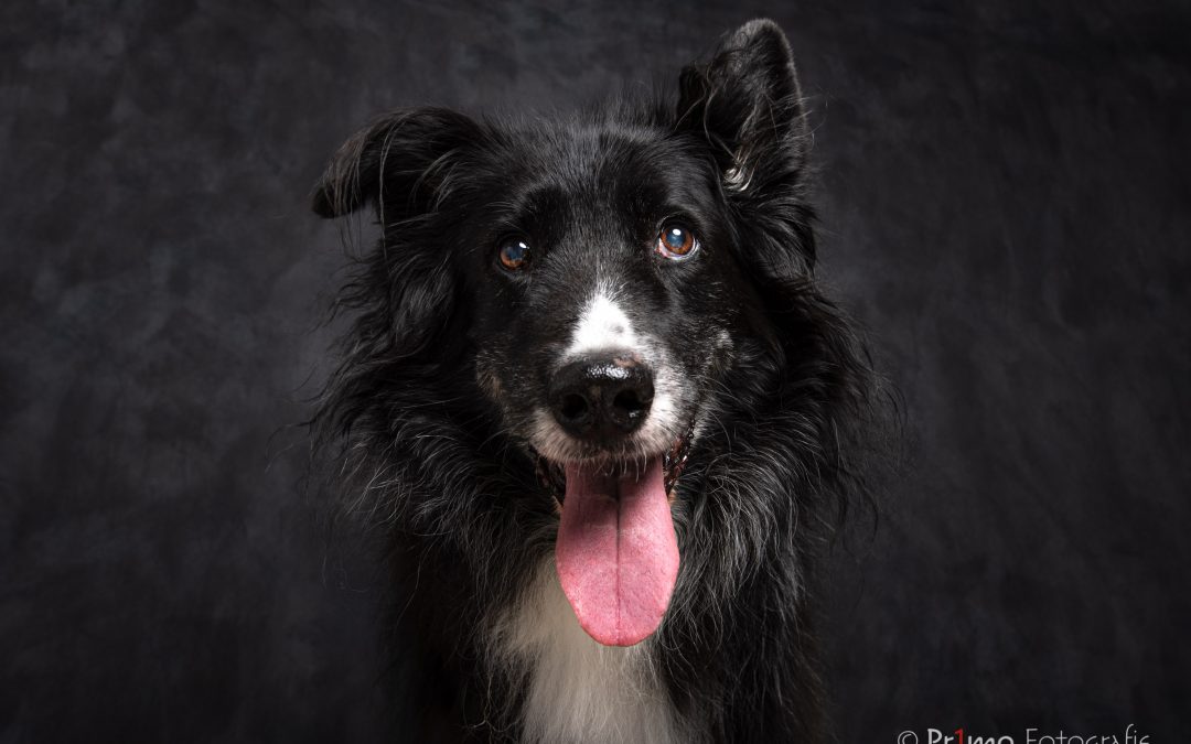 Border Collie op een zwarte achtergrond