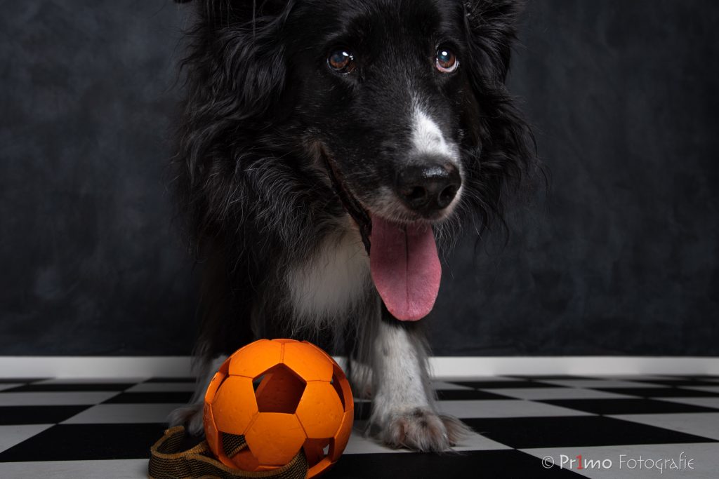 Border Collie met bal in de studio