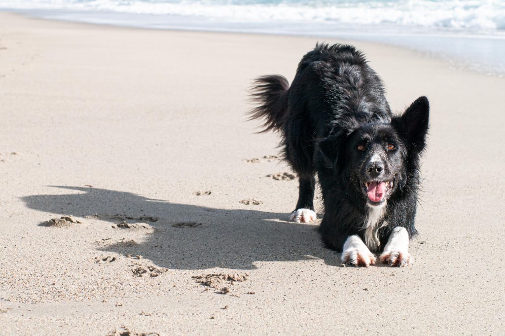 Spelboog Border Collie op het strand