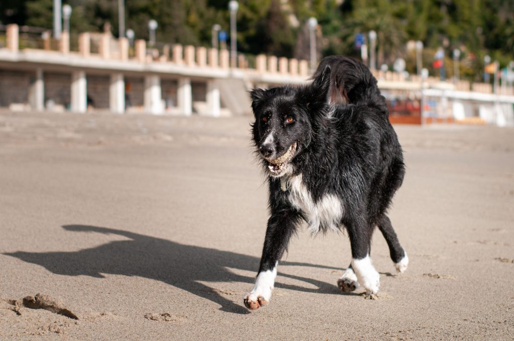 Border Collie wandelend op het strand met bal