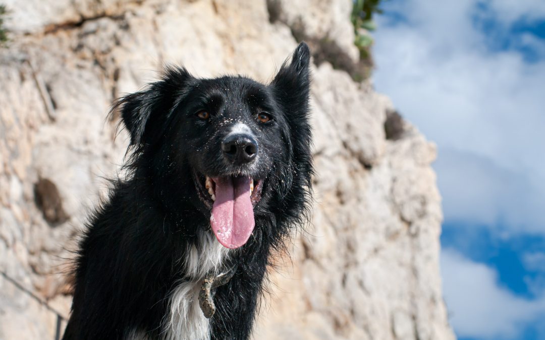 Portret Border Collie op het strand