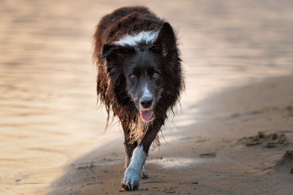 Border Collie op het strand