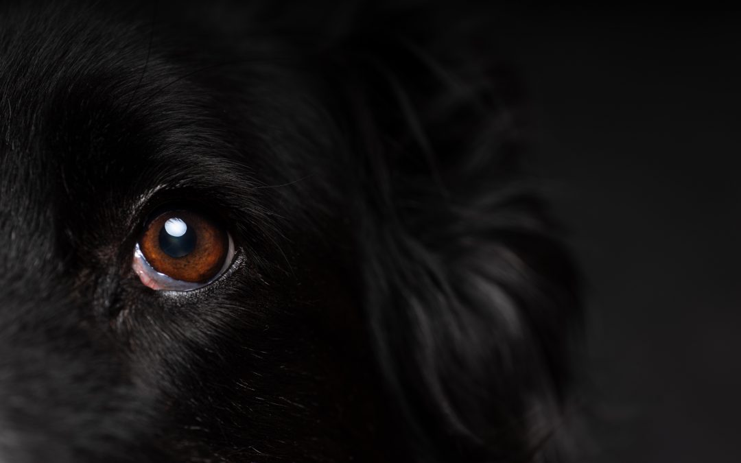 Oog contact met een Border Collie