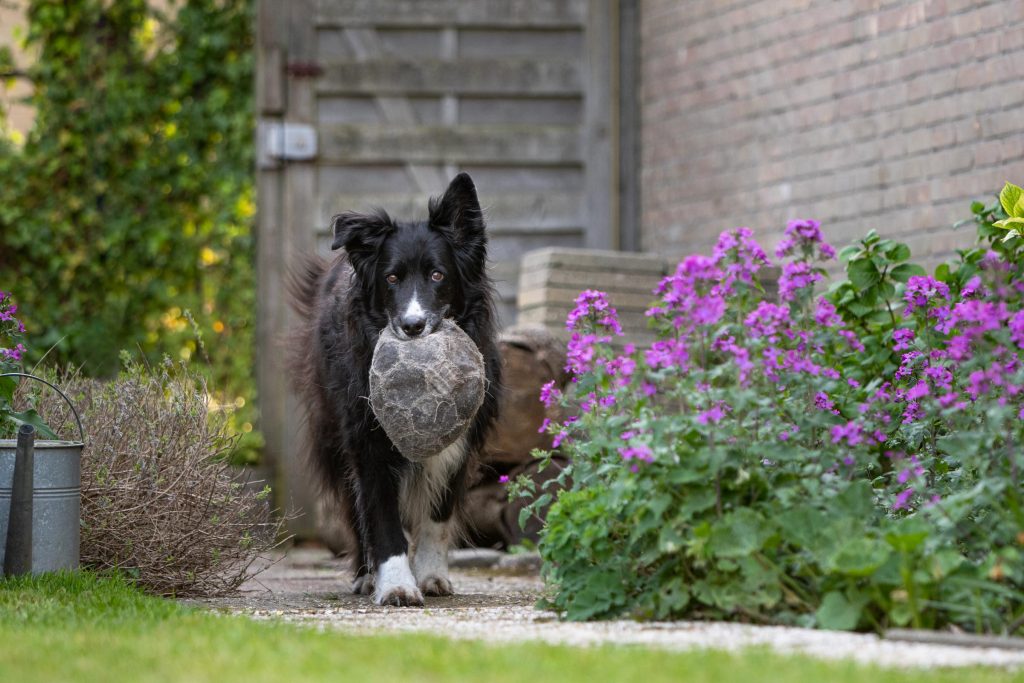 Border Collie met bal in de tuin