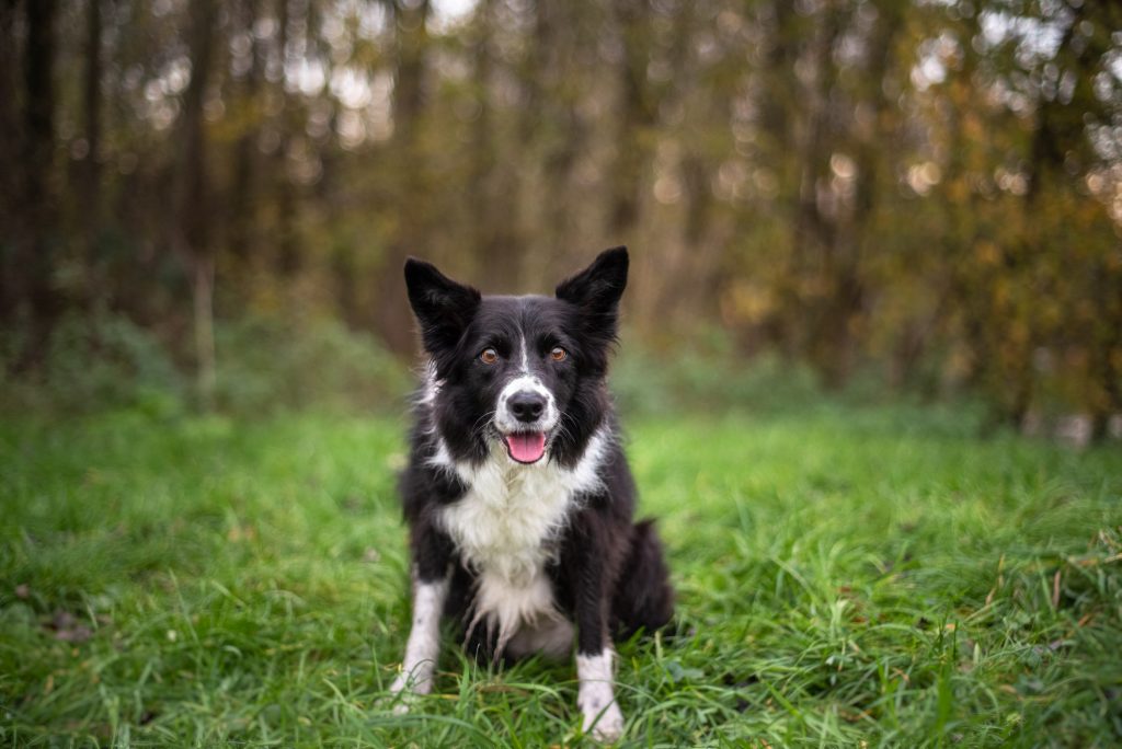 Zwart-witte Border Collie in het bos