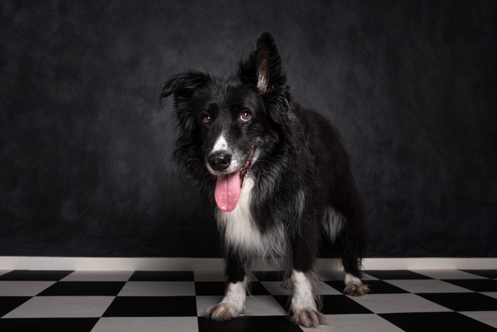 Border Collie in de studio op zwart-wit geblokte vloer