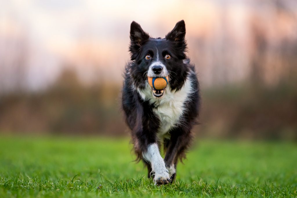 Border Collie met Chuck-it bal