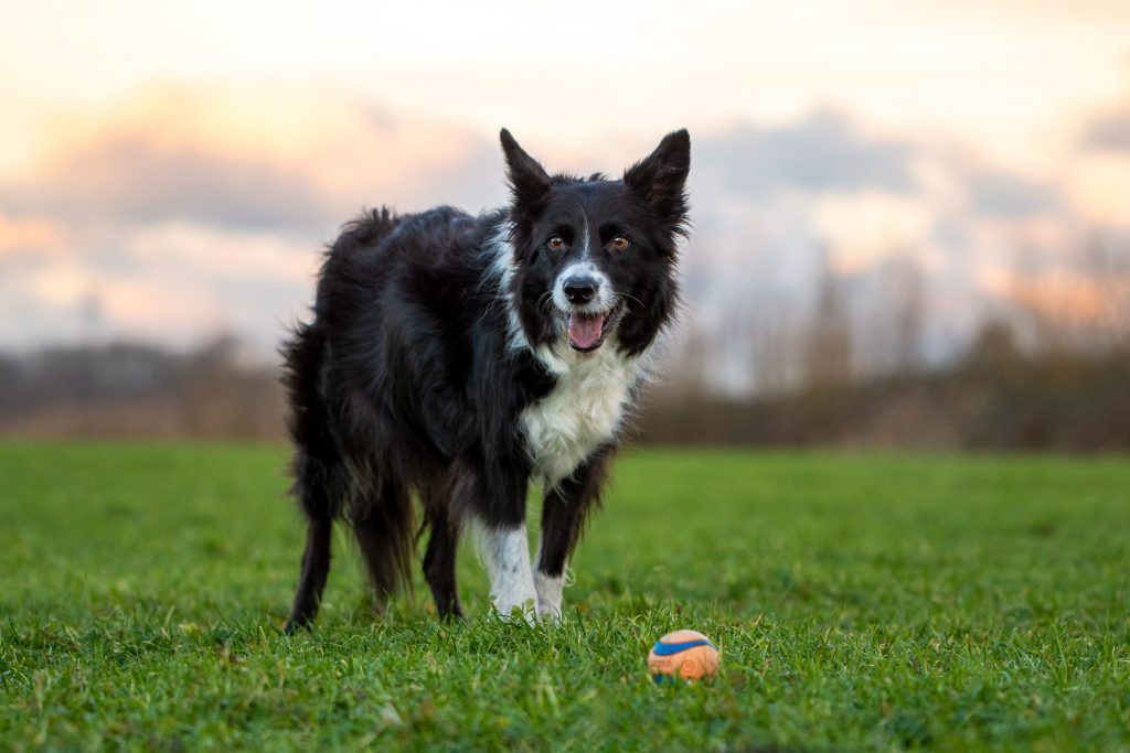 Border Collie met Chuck-it bal