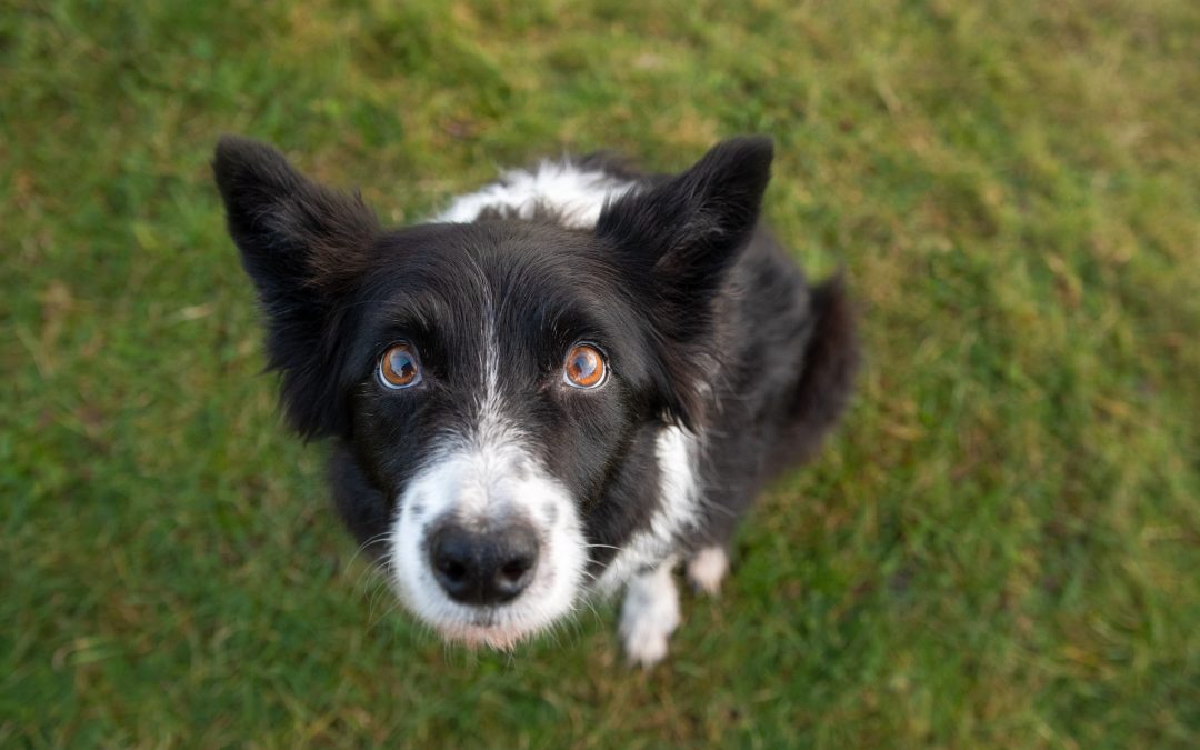 Border Collie van bovenaf in het gras gefotografeerd.