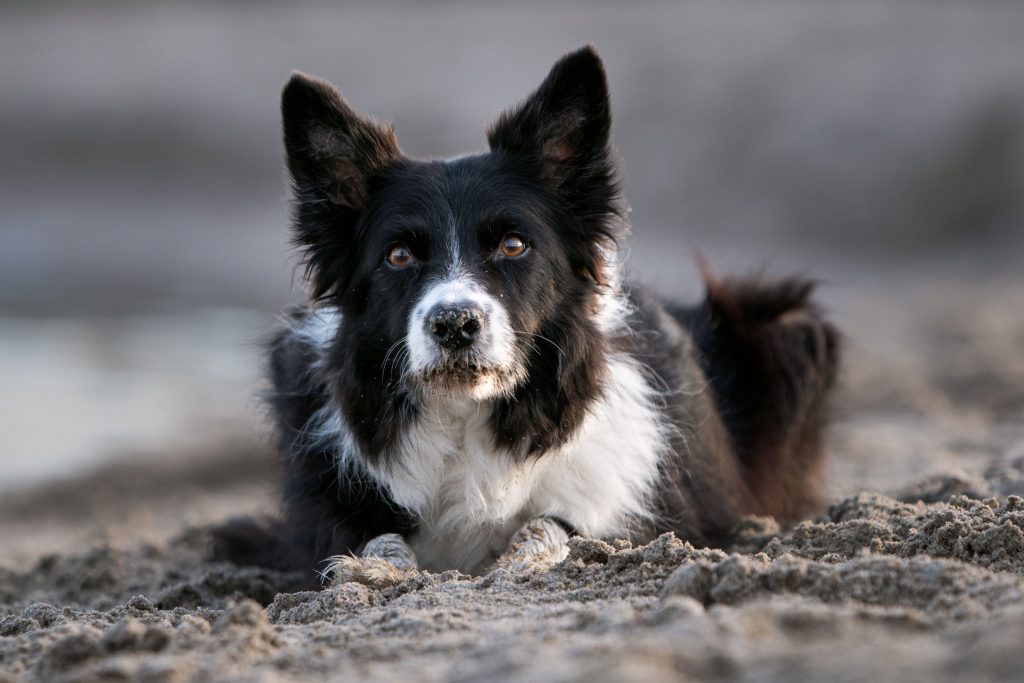 Border Collie in het zand.