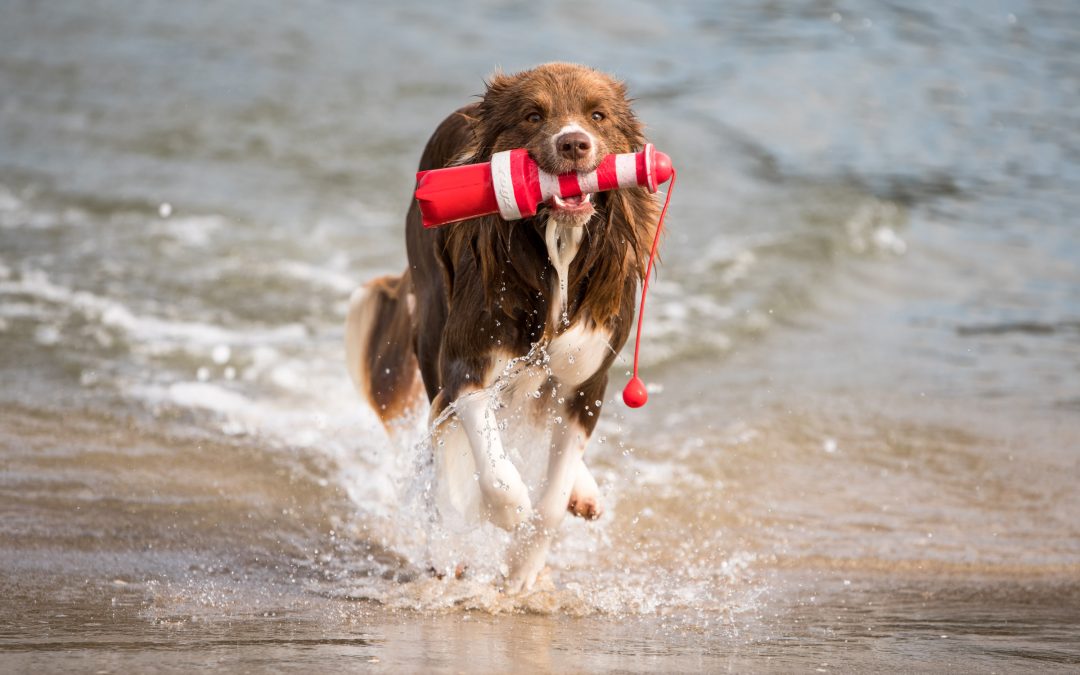 Rennende Border Collie op het strand