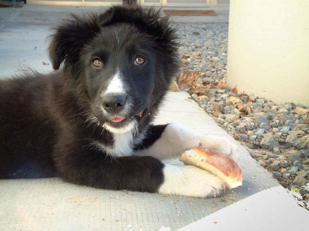 Pr1mo puppy