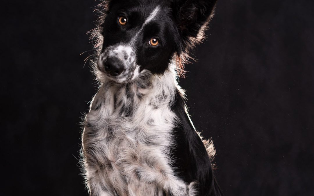 Border Collie in de studio