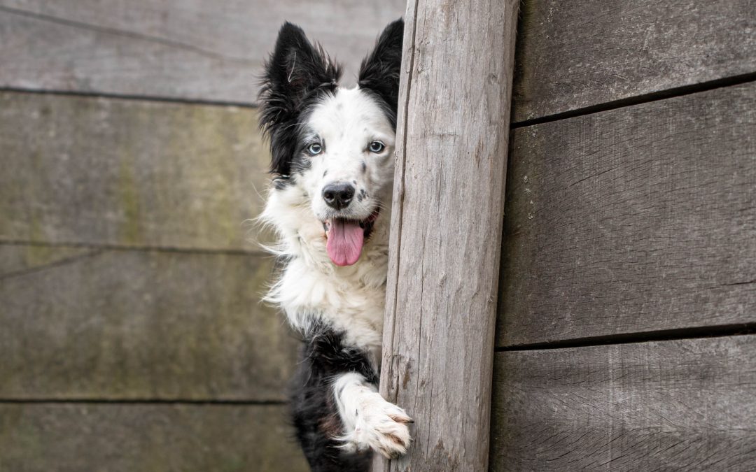 Border Collie met pootje