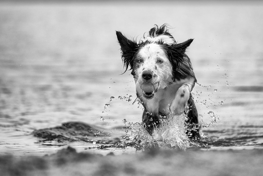 Lykke de Border Collie rennend in het water
