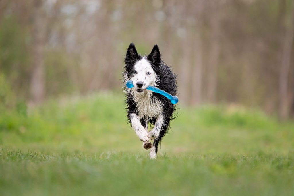 Lykke de  Border Collie met safe stick  