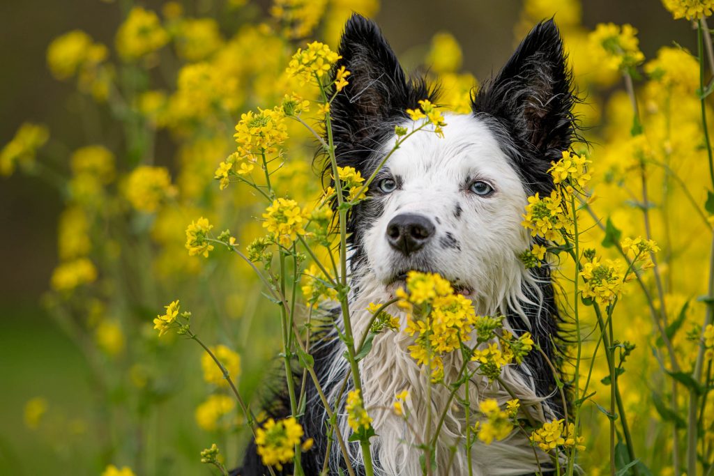 Lykke de Border Collie tussen gele bloemen