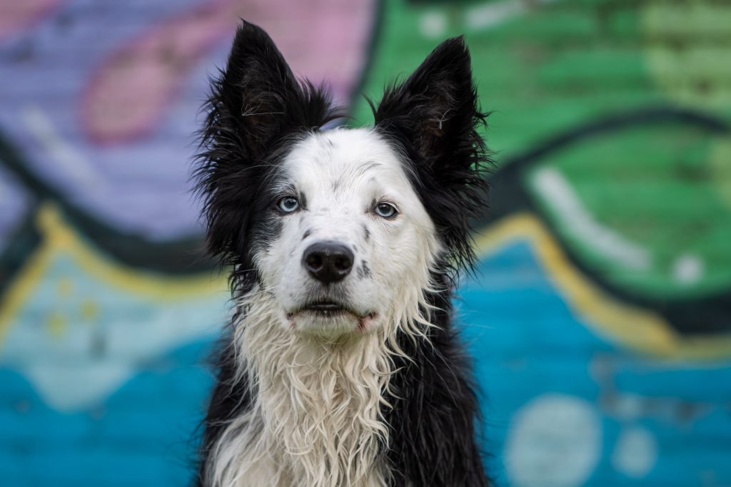 Lykke de Border Collie met graffiti 