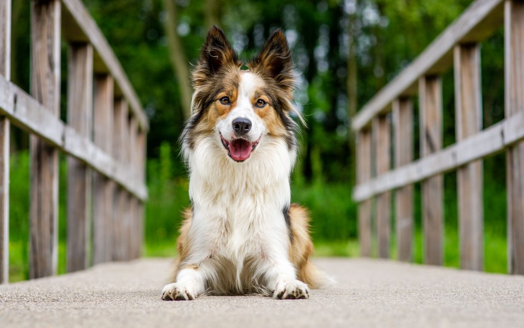 Border Collie liggend op een bruggetje