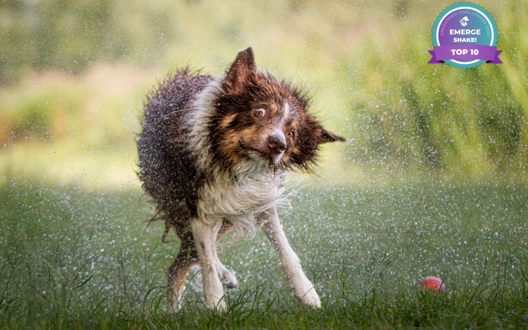 Schuddende Border Collie