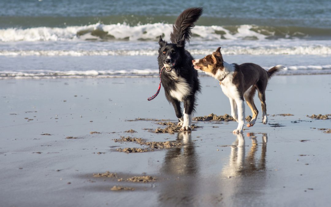 Border Collies op het strand